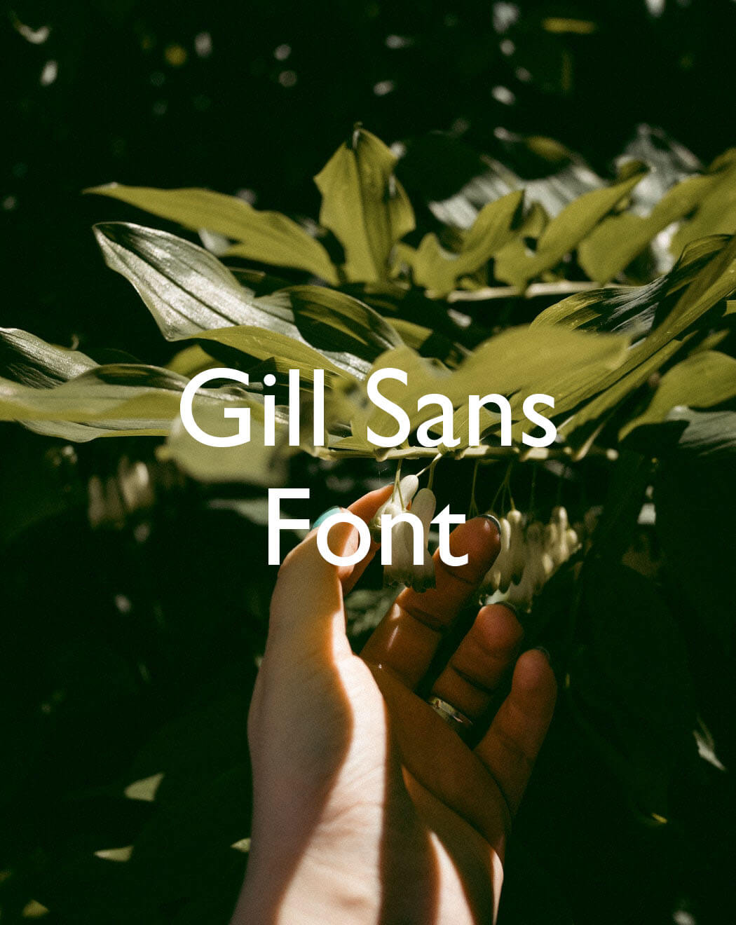 Gill Sans Font Free Download