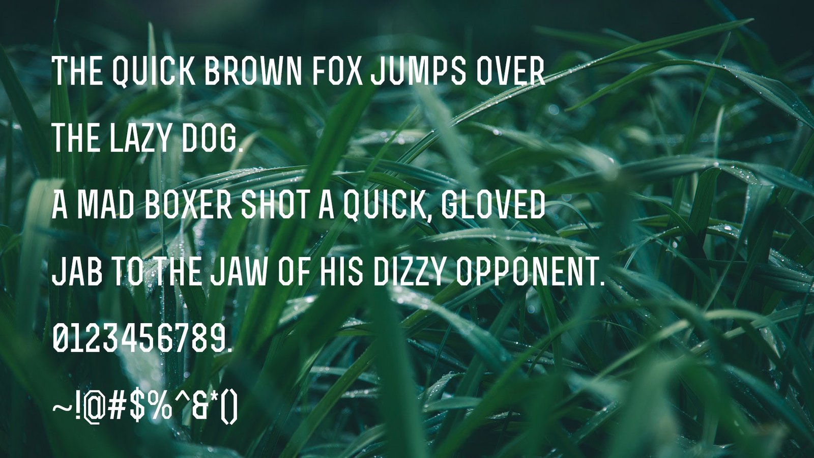 Rex Font