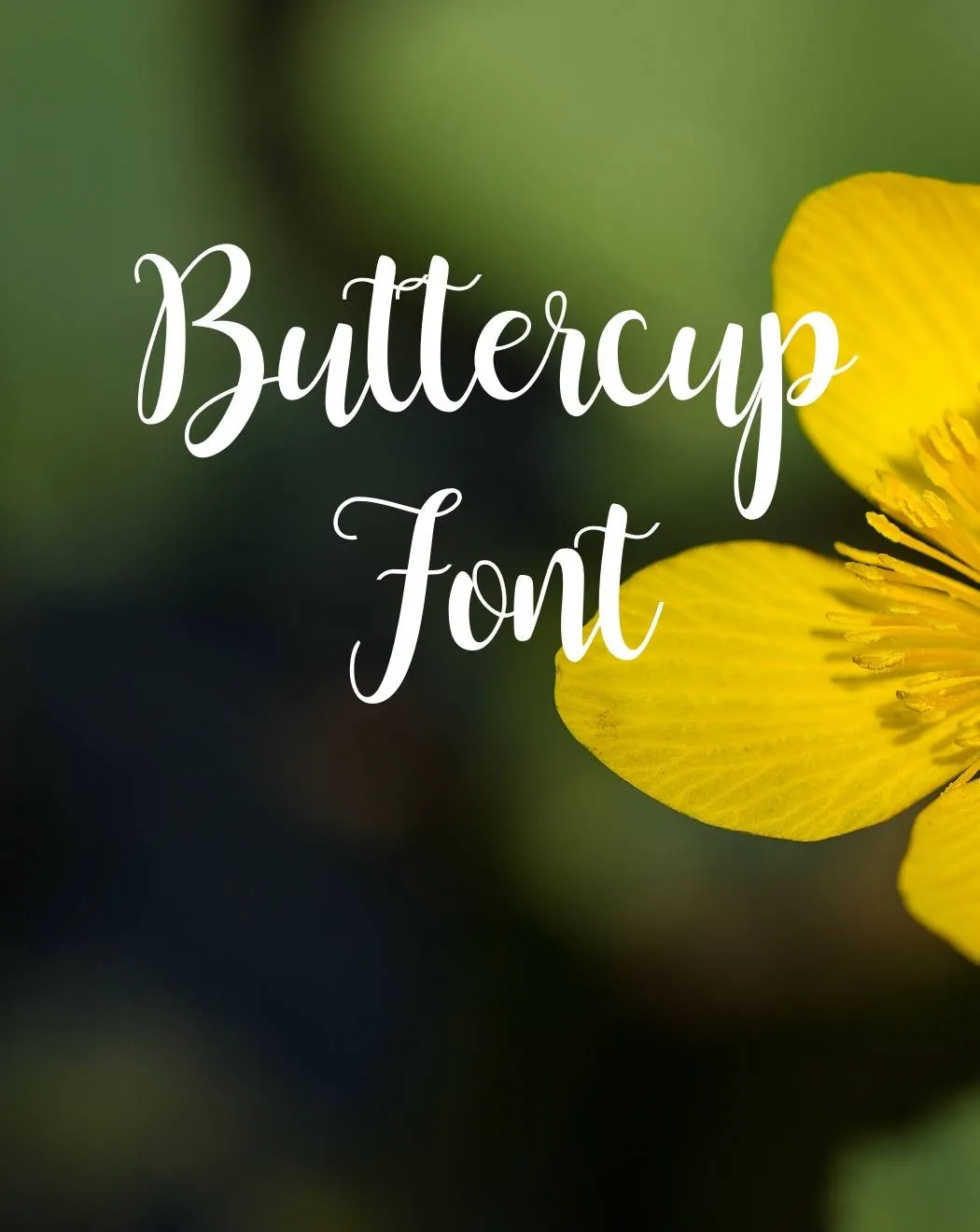 Buttercup Font Free Download