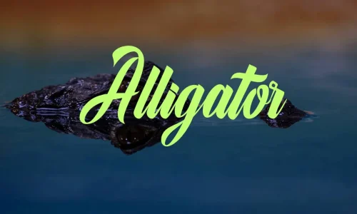 Alligator Font Free Download