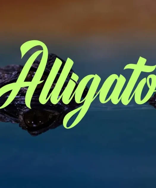 Alligator Font Free Download