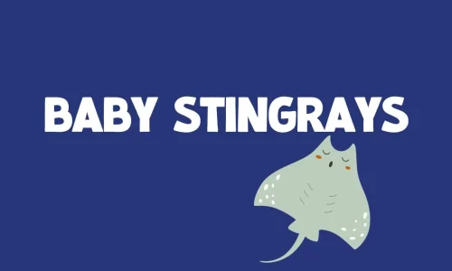 Baby Stingrays Font Free Download